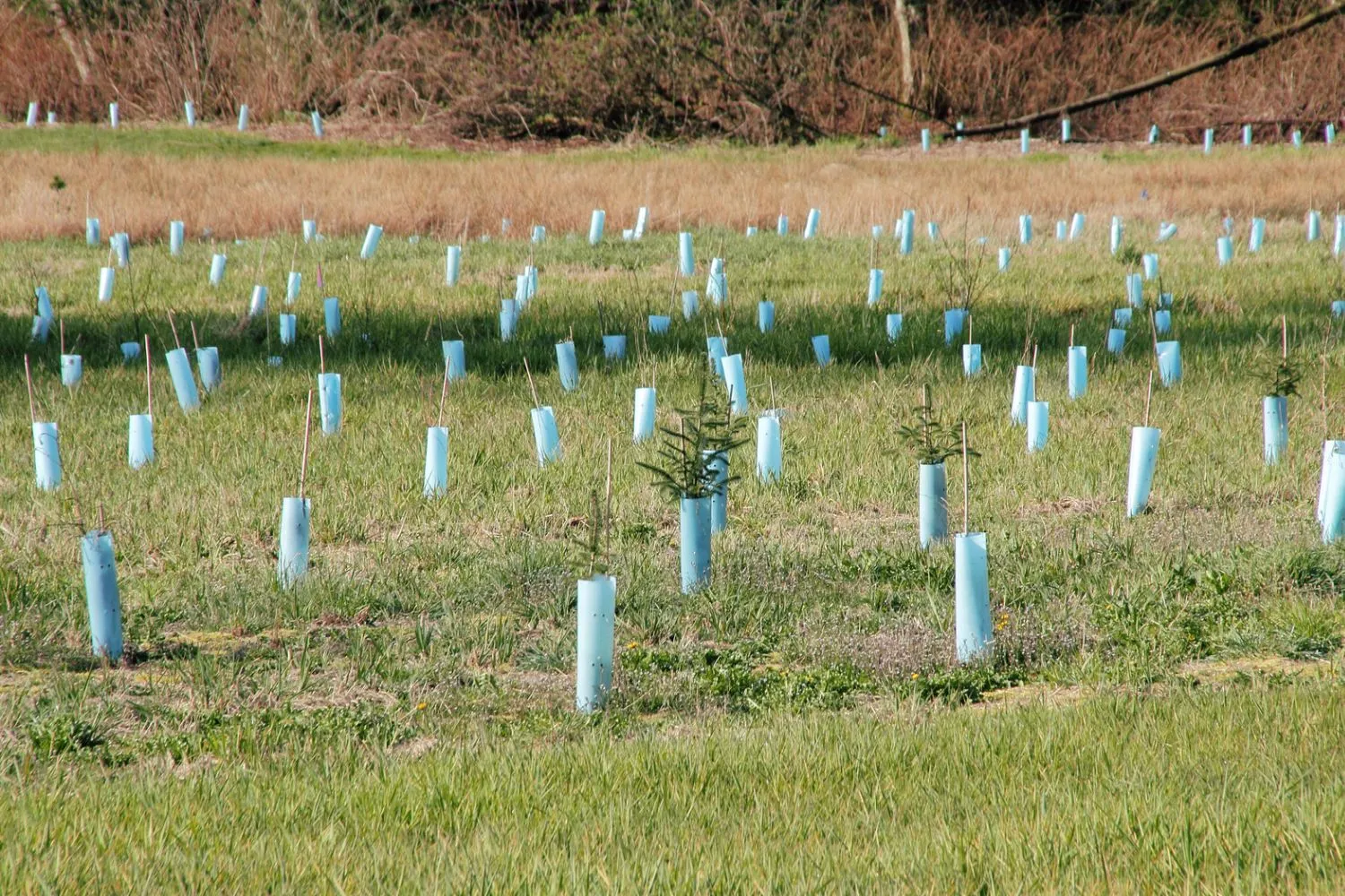 L'Inghilterra pianterà mezzo milione di alberi in tre anni per difendersi da caldo estremo, siccità e alluvioni