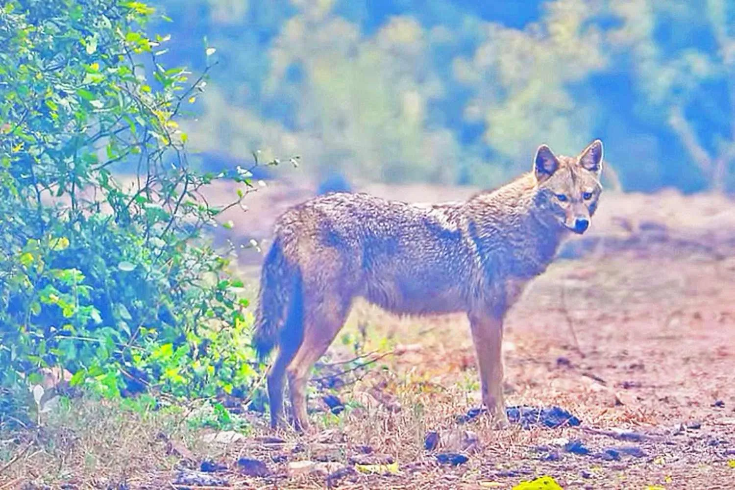 Avvistato per la prima volta lo sciacallo dorato nel Parco del Ticino: “nessun pericolo per il bestiame, è lo spazzino dei boschi”