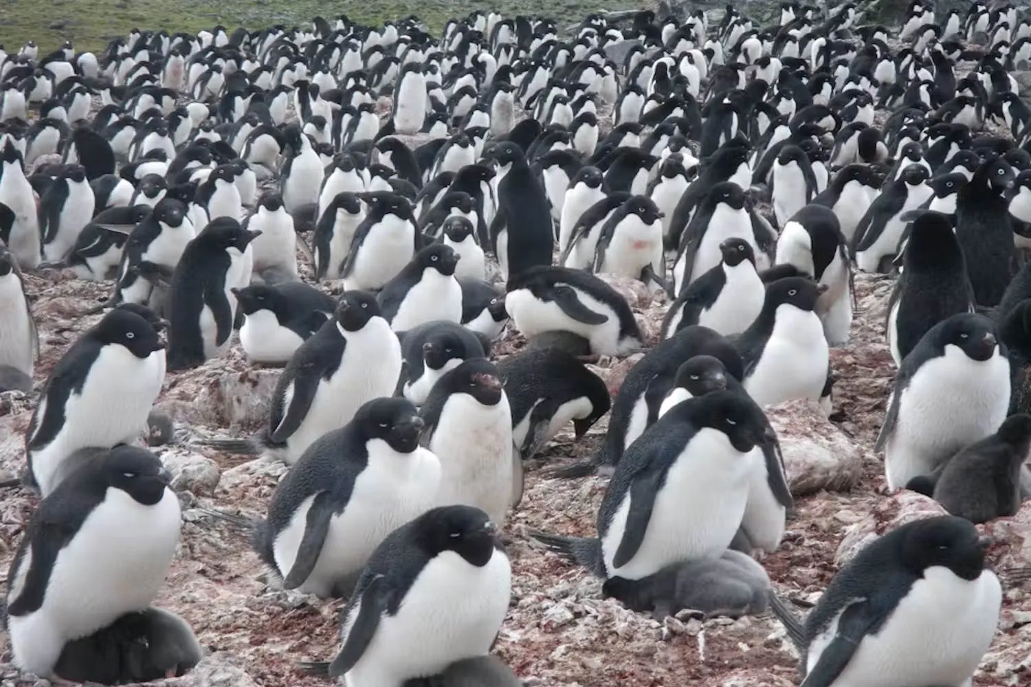 I cambiamenti climatici “si vedono” guardando le feci dei pinguini, lo studio che ci sbatte in faccia la realtà