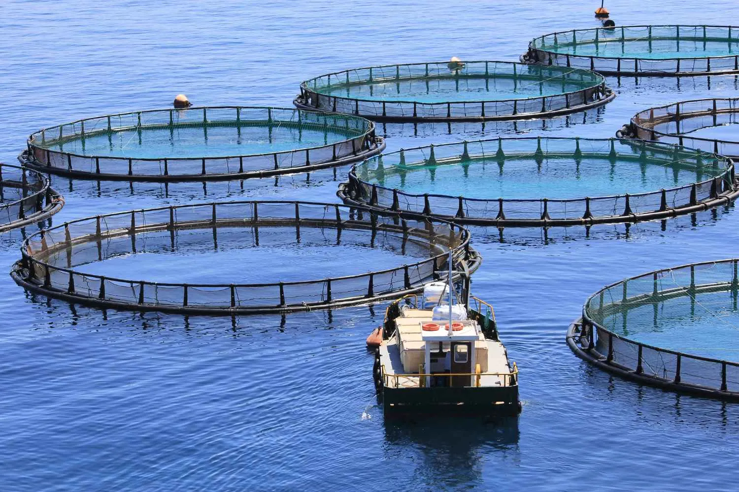 Acquacoltura sostenibile: un nuovo report internazionale boccia la certificazione italiana sul benessere dei pesci